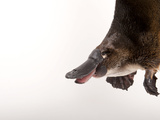 A Platypus, Ornithorhynchus Anatinus Photographic Print by Joel Sartore
