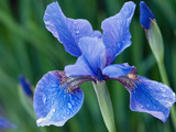 Close Up of a Siberian Iris Flower and Buds, Iris Sibirica, in Spring Photographic Print by Darlyne A. Murawski
