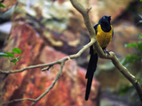Golden-Breasted Starling, Cosmopsarus Regius, Perched on a Tree Branch Photographic Print by Raul Touzon