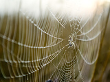 A Spider with a Fly in the Centre of its Web Covered in Dew at Dawn Photographic Print by Jason Edwards