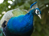 A Peacock at Rambagh Palace Hotel Photographic Print by Michael Melford