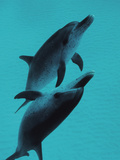 Spotted Dolphin in the Wild Along the Bahamas Bank Photographie par Mauricio Handler