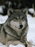 An Alpha Male Gray Wolf of the Sawtooth Pack with a Bone Photographic Print by Jim And Jamie Dutcher