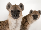 Spotted Hyenas, Crocuta Crocuta, at the Sunset Zoo Photographie par Joel Sartore