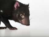An Endangered Tasmanian Devil, Sarcophilus Harrisii Photographic Print by Joel Sartore