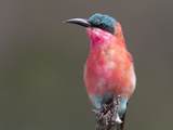 Portrait of a Southern Carmine Bee-Eater, Merops Nibicoides Photographie par Roy Toft