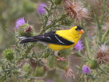 A Male American Goldfinch, Spinus Tristis, Perched on a Thistle Photographic Print by George Grall
