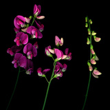 High Resolution of Sweet Pea Flowers in Stages of Openness Lámina fotográfica por Amy & Al White & Petteway