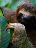 Portrait of a Brown-Throated Three-Toed Sloth, Bradypus Variegatus Photographic Print by Roy Toft