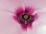 Close Up of a Cyclamen Persicum Flower Photographic Print by Darlyne A. Murawski