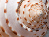 Close Up of a Whelk Shell Photographic Print by Darlyne A. Murawski