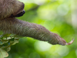 Close Up of a Brown-Throated Three-Toed Sloth with it's Arm Extended Photographic Print by Roy Toft