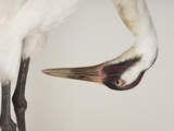 An Endangered Whooping Crane, Grus Americana Photographic Print by Joel Sartore