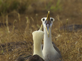 Waved Albatrosses, Phoebastria Irrorata, in Courtship Behavior Photographic Print by Tim Laman