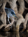 Striated Heron, Butorides Striata, Hunting Photographic Print by Roy Toft