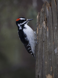 A Male Downy Woodpecker, Picoides Pubescens, on a Tree Trunk Photographie par Greg Winston