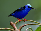 Red-Legged Honeycreeper, Cyanerpes Cyaneus, Perched on a Limb Photographic Print by Roy Toft