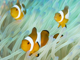 False Clown Anemonefish on an Anemone, Sabonan Island Lámina fotográfica por Mauricio Handler False Clown Anemonefish on an Anemone, Sabonan Island Lámina fotográfica por Mauricio Handler
