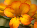Close Up of the Flowers of a Tropical Rhododendron, Vireya Species Photographic Print by Darlyne A. Murawski