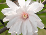 Magnolia Flower, Magnolia Stellata, Centennial, in the Springtime Photographic Print by Darlyne A. Murawski