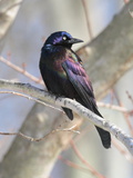 A Male Common Grackle, Quiscalus Quiscula, in a Tree Photographie par George Grall