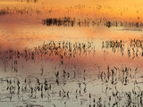 Sunset Reflections on Tupper Lake Photographic Print by Michael Melford