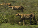 A Cheetah Stalks across the African Savanna Photographic Print by Michael Melford