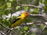 Portrait of a Western Tanager, Piranga Ludoviciana Photographic Print by Greg Winston