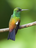 A Copper-Rumped Hummingbird, Amazilia Tobaci, on a Tree Branch Photographie par George Grall
