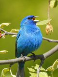 A Male Indigo Bunting, Passerina Cyanea, Singing a Territorial Song Photographie par George Grall