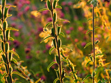 Garden Plants Backlit at Sunset Photographic Print by Darlyne A. Murawski