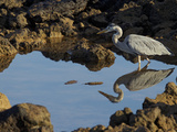 A Great Blue Heron, Ardea Herodias, in a Tidal Pool Photographic Print by Tim Laman