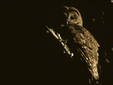 A Northern Spotted Owl, Perching in a Temperate Rainforest Tree Photographic Print by Greg Winston