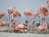 Flamingo Parents Feed their Chicks Regurgitated Crop Milk Photographic Print by Klaus Nigge