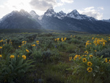 Balsamroot Growing in a Field Against a Backdrop of the Teton Range Photographic Print by Greg Winston