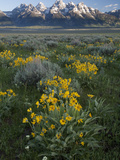 Arrowleaf Balsamroot, Balsamhoriza Sagittata, and the Teton Range Photographic Print by Greg Winston