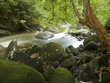 Tristaniopsis Whiteana Tree on a Stream Bank with Moss Covered Rocks Photographic Print by Tim Laman