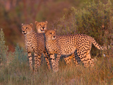 Three Cheetahs, Acinonyx Jubatus, Standing Alert in the Tall Grass Photographic Print by Roy Toft