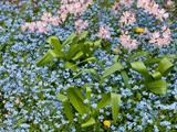 Forget-Me-Nots and Pink Azalea Flowers, in Springtime Photographie par Darlyne A. Murawski
