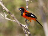 Portrait of an Orange-Backed Troupial, Icterus Croconotus Photographie par Roy Toft
