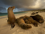 Galapagos Sea Lions, Zalophus Wollebaeki, on the Beach Photographic Print by Tim Laman