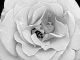 A Delicate and Splendid Rose Opens Up Her Petals Photographie par Raymond Gehman