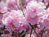 Close Up of Weeping Cherry Blossoms, Prunus Subhirtella Var. Pendula Photographie par Darlyne A. Murawski