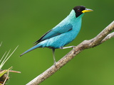 A Male Green Honeycreeper, Chlorophanes Spiza, Perched on a Branch Photographic Print by George Grall