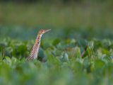 Juvenile Rufescent Tiger-Heron, Tigrisoma Lineatum Photographic Print by Roy Toft