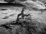 Dead Tree - A Boy Throwing Sand in the Beach, Playing Photographie par Jorge Fajl