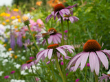 Purple Coneflower and Other Flowers in a Cape Cod Garden Photographie par Darlyne A. Murawski