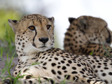 A Pair of Cheetahs, Acinonyx Jubatus, Resting Photographic Print by Roy Toft