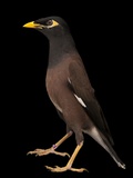 A Common Myna or Indian Myna, Acridotheres Tristis Photographic Print by Joel Sartore