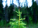A Spruce Seedling Is Highlighted by the Camera's Flash at Twilight Photographic Print by Raymond Gehman